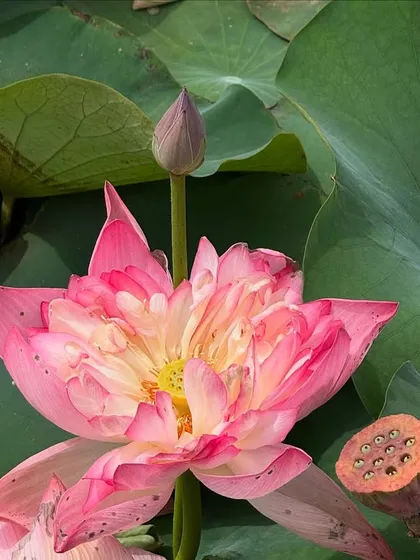 A magnificent pink lotus in full bloom, with a seed pod visible. This represents the full cycle of healing, from beginning to renewal and the seeds of future wellness.