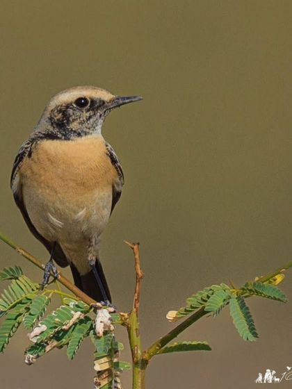 The Desert Wheatear, a bird with a vast breeding range. This one was photographed in the Little Rann of Kutch.