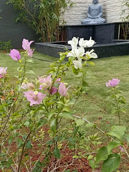 A close-up of the bougainvillea flowers in the garden, with the lawn and water feature visible in the background. I always include flowering plants to add color and attract pollinators.