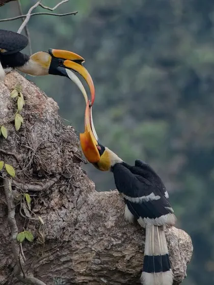 A moment of unconditional love between two Great Hornbills. Capturing this tender interaction, which won an appreciation at the Sony All India Corporate Photography Contest, required immense patience and a bit of luck.
