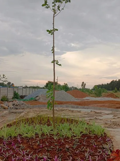 The planting stage begins. The central tree is in place, and we've started adding the first layer of ground cover plants according to the landscape design plan.