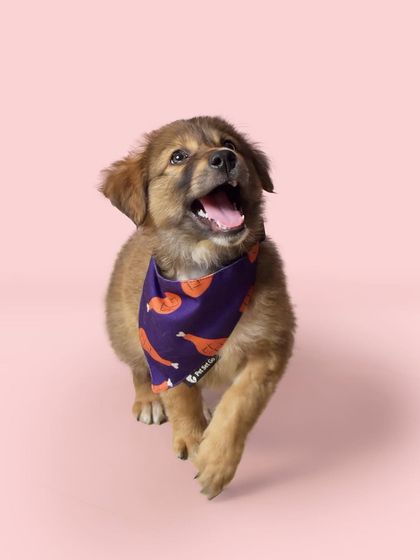 Priyanka - Family & Pet Photography Classic Studio Portraits photo 6