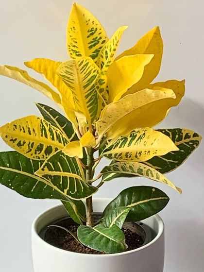 A beautiful yellow Croton plant. This is one of the best indoor plants for adding a splash of bright color to your home.