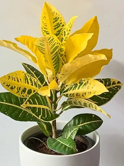 The Petra Croton is a vibrant indoor plant that adds a pop of color. Its yellow, green, and sometimes red leaves make it a living piece of art.