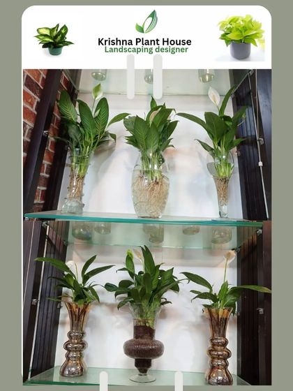 Hydroponic & Water-Based Plants photo 31