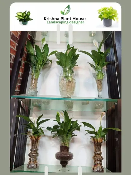 A curated display of hydroponic Peace Lily (Spathiphyllum) plants. This setup is perfect for a hotel lobby or a modern office space.