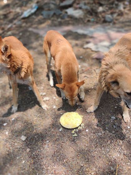 These adorable dogs are taking turns to eat from the same plate. I've named them the Viman Sena, and they teach me about patience and community every day.
