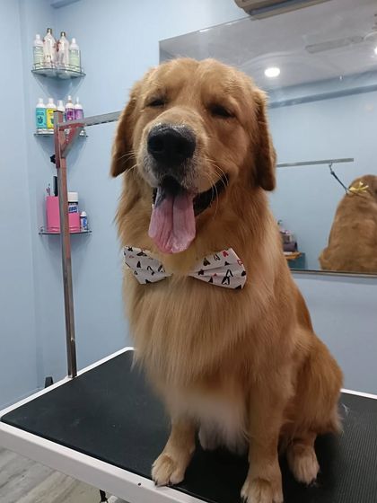 Mamppi Deb - Pet Grooming & Styling Golden Retriever & Large Breed Grooming photo 23
