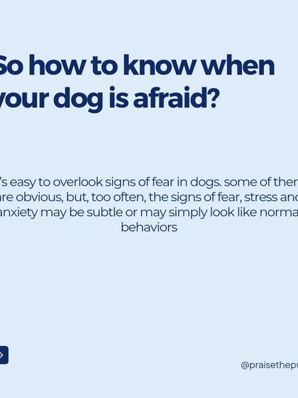 How do you know when your dog is afraid? The signs can be very subtle and are often overlooked. Learning to spot these early warnings is a crucial skill for any pet parent.
