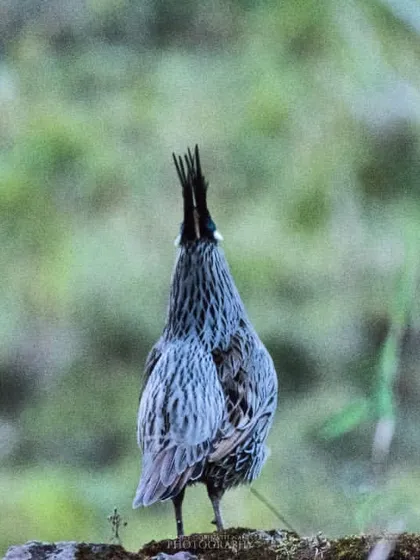 A Koklass Pheasant lets out a call, its head raised and crest erect. Capturing this moment of communication was a lucky break during a quiet morning in the mountains.