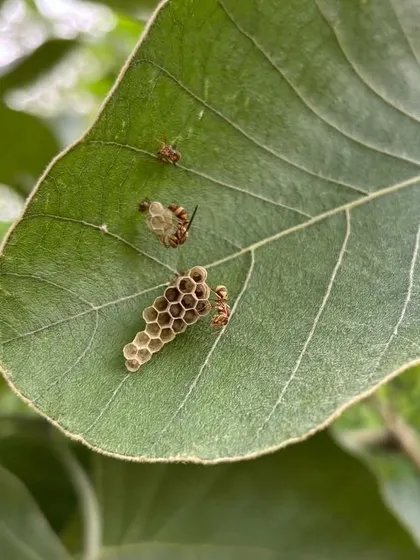 A paper wasp builds its nest on the leaf of a native tree. Wasps are important predators and pollinators, and their presence is another indicator of a healthy, complex ecosystem.