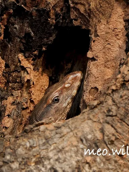 You have to keep your eyes peeled out in the wild. I almost missed this Indian Monitor Lizard completely hidden in a tree hollow. The thrill of spotting a creature so perfectly camouflaged and capturing its curious peek is exactly why I love what I do.