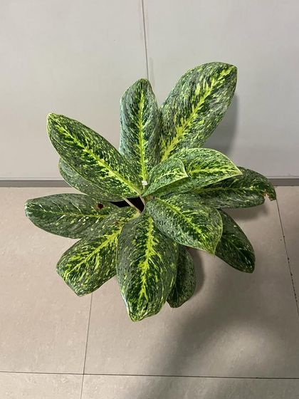 Rakshith Landscaping - Landscape Design & Installation Plant & Tree Supply photo 64