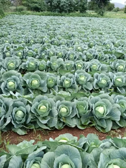 The uniformity in our cabbage fields demonstrates the effectiveness of our cultivation methods.