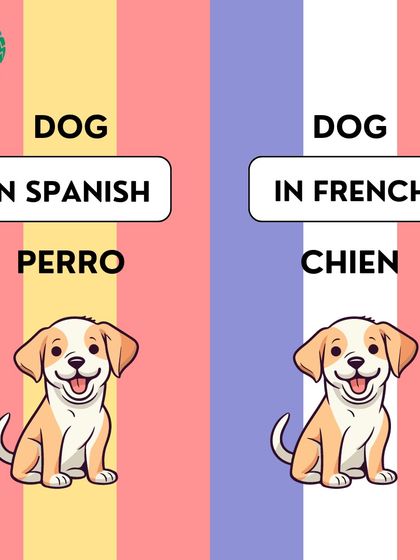 The word for 'dog' is 'perro' in Spanish and 'chien' in French. Learning these differences is part of the fun.