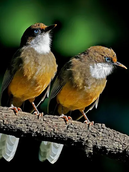 A pair of White-throated Laughingthrushes sit together on a branch. The image captures a social interaction, with one bird looking up and the other looking forward.