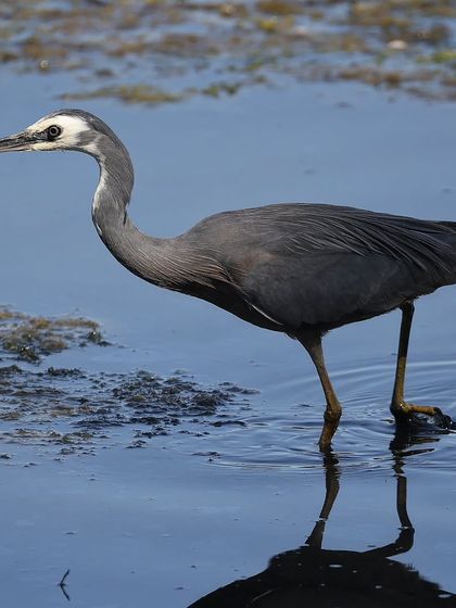 Waders, Ducks & Waterbirds photo 32