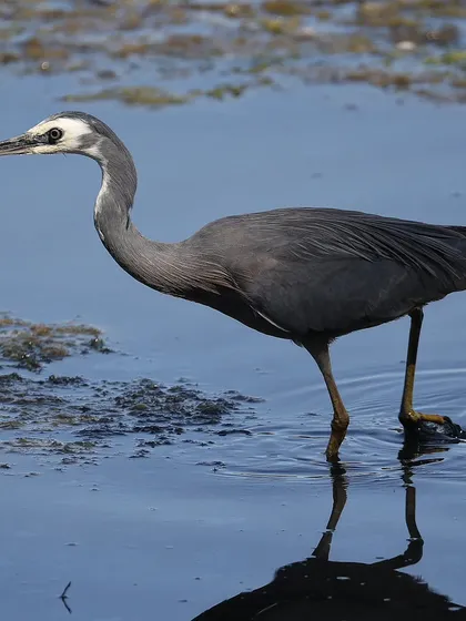 A White-faced Heron, a species found across Australia and New Zealand. It looks similar to the Grey Heron common in Asia but has its own unique features, including the distinct white face.
