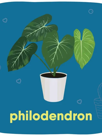 Did you know plants like Lilies, Aloe Vera, Jade Plants, and English Ivy are toxic to pets? This guide shows some common houseplants to keep away from your furry botanists.