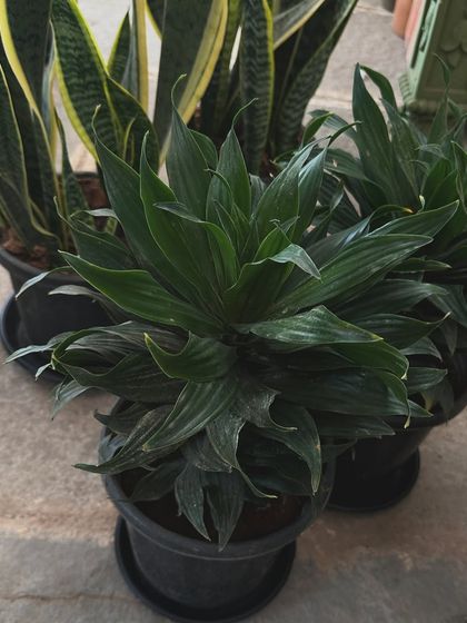 Plants for Every Home photo 23