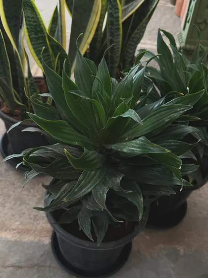 This is a Dracaena 'Janet Craig' compacta, a very hardy and adaptable indoor plant that tolerates low light, making it great for beginners.