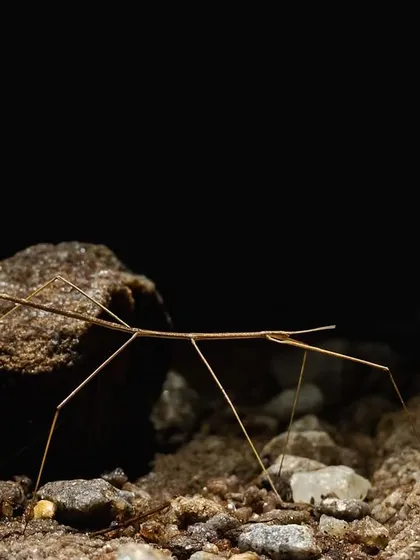 During a night walk, we documented what we believe is the first record of a stick insect in Delhi NCR. It's these moments of discovery that make every exploration a true adventure.