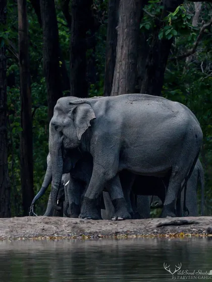 An elephant herd, led by a protective mother, gathers at a man-made waterhole in Rajaji National Park. We guide you on how to tell powerful stories through your images by capturing animal behavior and family interactions.