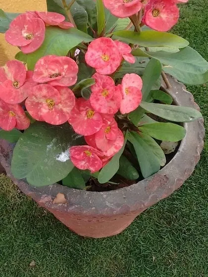 We ensure every part of your garden is cared for. This potted Crown of Thorns plant is thriving on a well-maintained lawn that we regularly service.