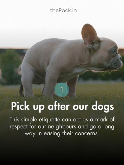 The Pack - Online Pet Parent Community A Voice for Every Dog photo 35