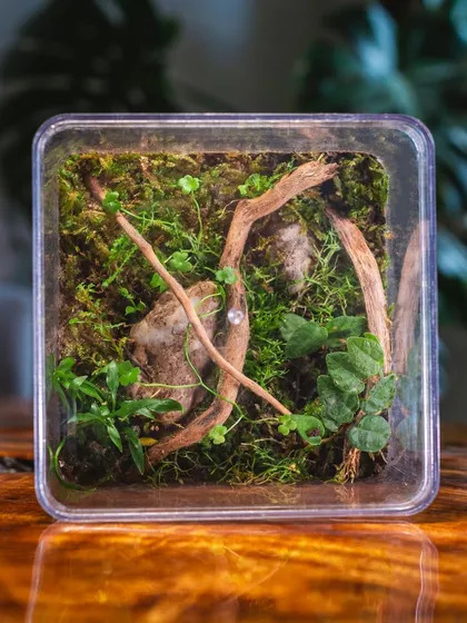 The finished recycled cake jar terrarium, a perfect square of green life. This project shows that with a little creativity, we can make sustainable choices beautiful.