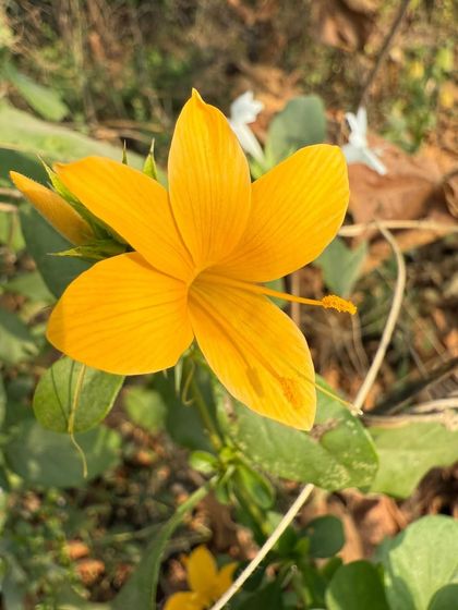 The bright Yellow Barleria (Barleria prionitis), also known as Vajradanti. This spiny shrub has a legacy of healing and offers both beauty and purpose in dry, open spaces.
