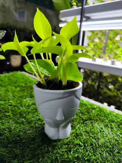 For Women's Day, we have a stunning array of plants to delight the special women in your life. From mini landscapes and terrariums to elegant potted plants, a green gift is a gift of life.