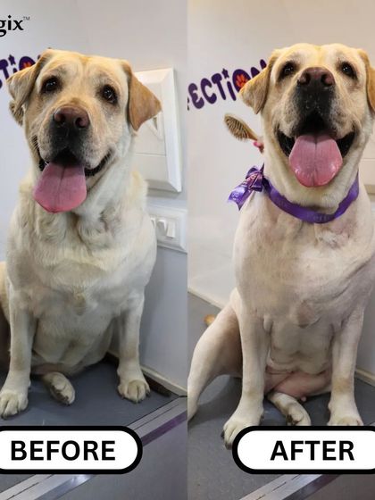 This Labrador is looking sleek and happy after a full grooming. Our de-shedding services are great for short-haired breeds too.