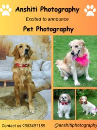 Pet Photography