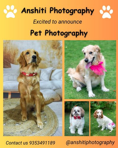 Pet Photography