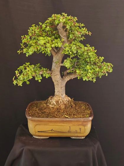 A simple yet elegant Jade bonsai, perfect for a desk or small table. Its healthy green leaves bring a touch of nature indoors.