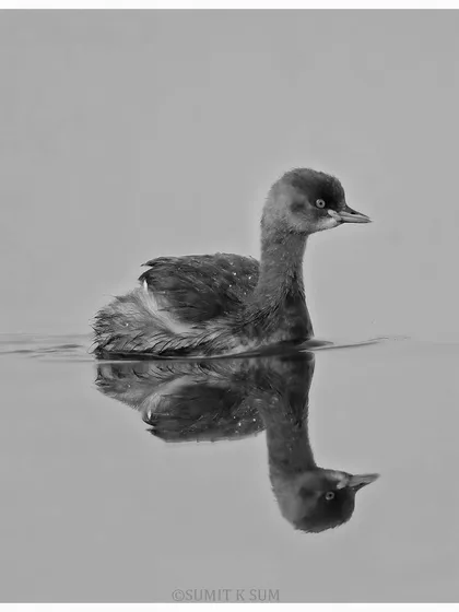 The same Little Grebe reflection, presented in black and white to emphasize the form, texture, and stillness of the moment.