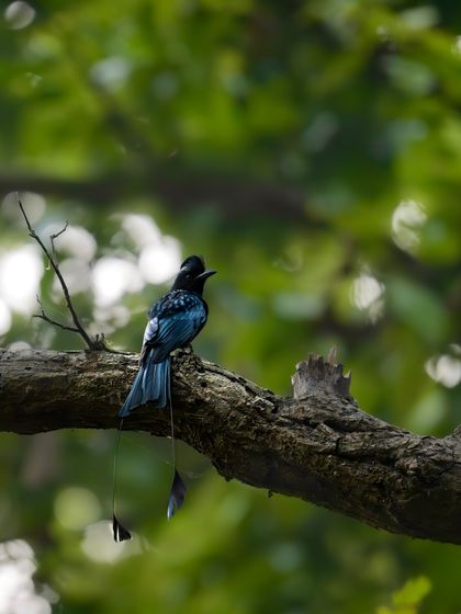 A greater racket-tailed drongo perched on a branch. Its distinctive long tail feathers with "rackets" at the end make it a unique and beautiful bird.
