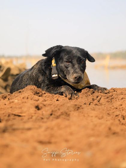 Sniff Stories - Pet Videography Paws, Splashes, and Muddy Noses photo 17