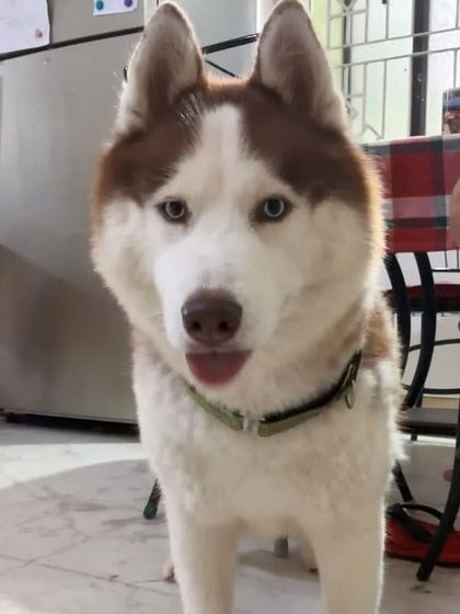 Jazzy's Pet Care - In-Home Dog Boarding The Small Breed Squad photo 16