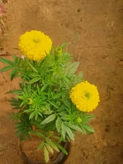 A lovely yellow marigold plant. These flowers are not only beautiful but are also used in festivals and can help deter pests in your vegetable garden.