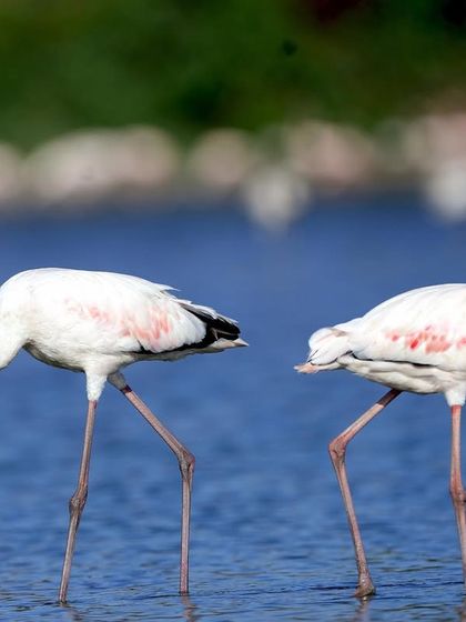 These two flamingos are moving in opposite directions but are perfectly synchronized. You can also see the difference in maturity, with the bird on the right showing more pink on its beak.