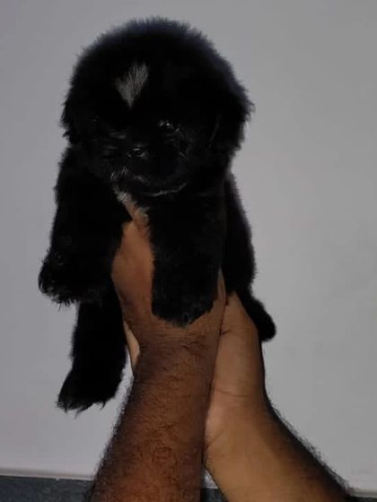 Another one of my exotic black Shih Tzu puppies, showing a small white marking. Each puppy has its own unique charm.