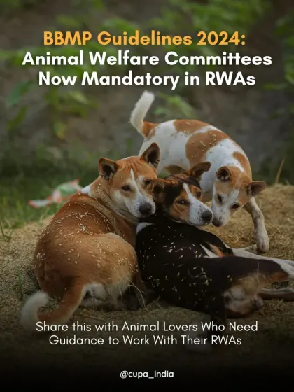 Conflicts with Resident Welfare Associations are a common problem. I help citizens understand and implement BBMP guidelines, which now mandate the formation of Animal Welfare Committees in every RWA.