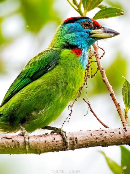 The Blue-throated Barbet, with its loud, repetitive "kutroo kutroo" call, is a voice of the Himalayan foothills.