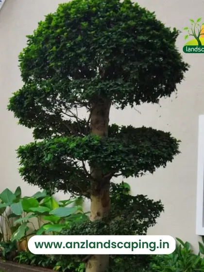 A close-up of a professionally pruned and shaped Ficus tree, demonstrating our expertise in specialized plant care and maintenance for creating elegant garden features.