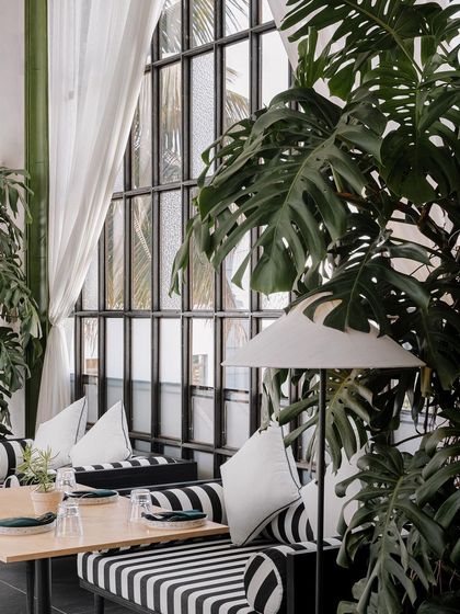 A quiet corner at Brassa, where striped seating, sheer curtains, and oversized plants create a relaxed and stylish atmosphere. This view highlights the restaurant's bright and airy character.