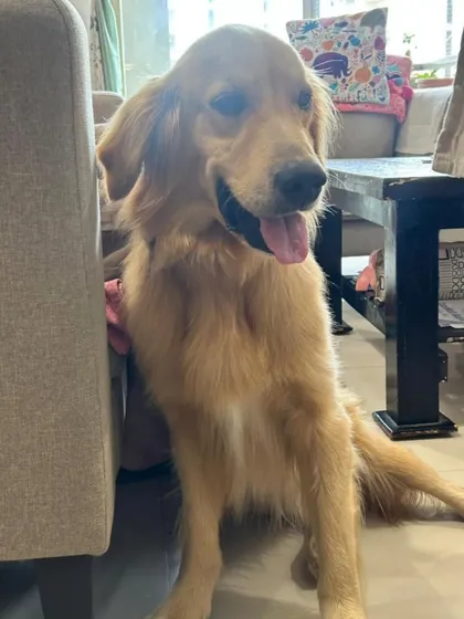 This sweet and gentle Golden Retriever was recently found near Seegahalli. He is healthy, playful, and incredibly affectionate. Many purebreds like him are abandoned and deserve a second chance at a family.