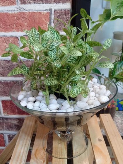 Hydroponic & Water-Based Plants photo 34