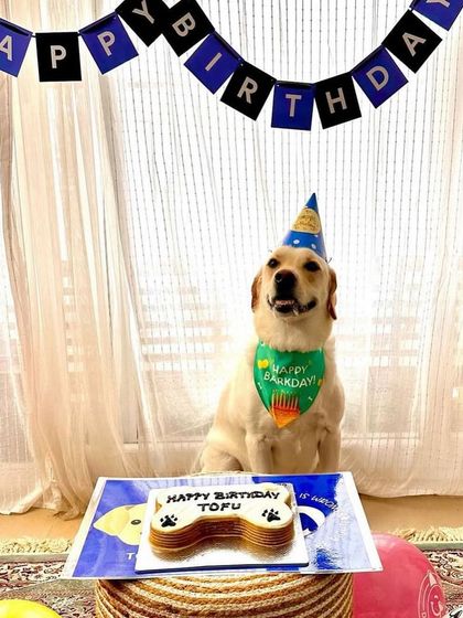 Tofu the Labrador is celebrating his birthday with a bone-shaped cake and a "Happy Barkday" bandana. What a perfect party setup!